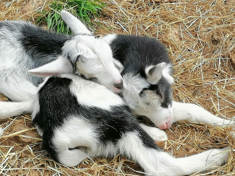 parc_animalier_vagnasenfant_10.jpg parc_animalier_vagnasenfant_10.jpg