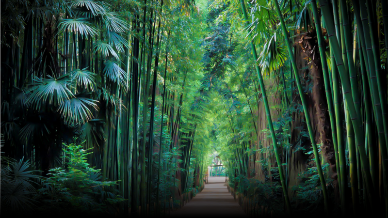 Allée bambous Allée bambous