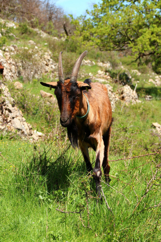 Mas du Mime - © Alexia SUGIER PESENTI Mas du Mime