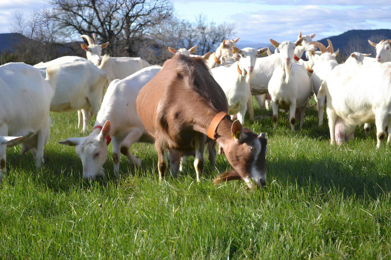 Mas de Fontcouverte_Saint-Jean-de-Maruéjols-et-Avéjan - © Mas de Fontcouverte Mas de Fontcouverte_Saint-Jean-de-Maruéjols-et-Avéjan