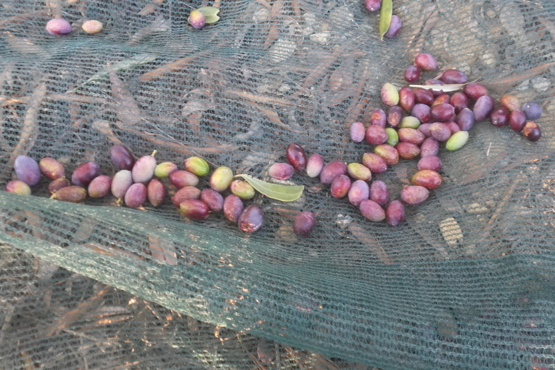 GAEC Jeune frères - © Julie ZAMORA - GAEC Jeune Frères GAEC Jeune frères