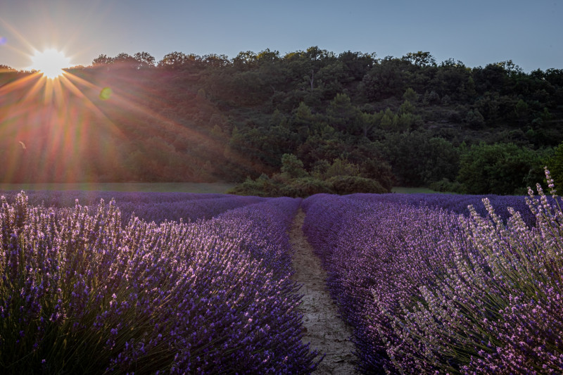 Lavandin du Serre de Valeze - © Lavandin du Serre de Valeze Lavandin du Serre de Valeze