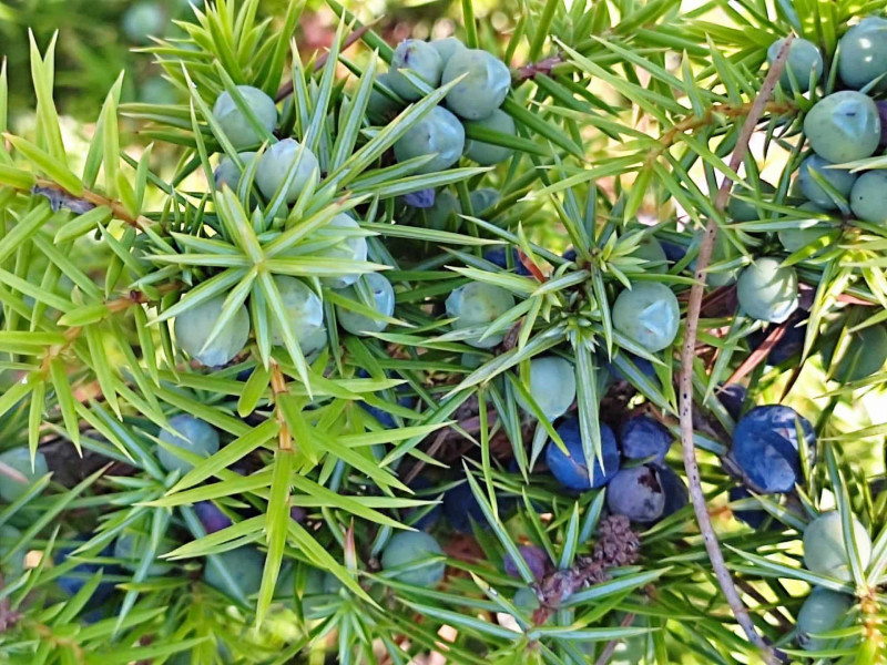 Naturellement Cévenole_Saint-Brès