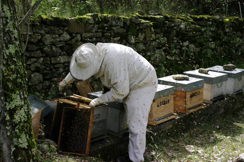 La Combe aux Abeilles