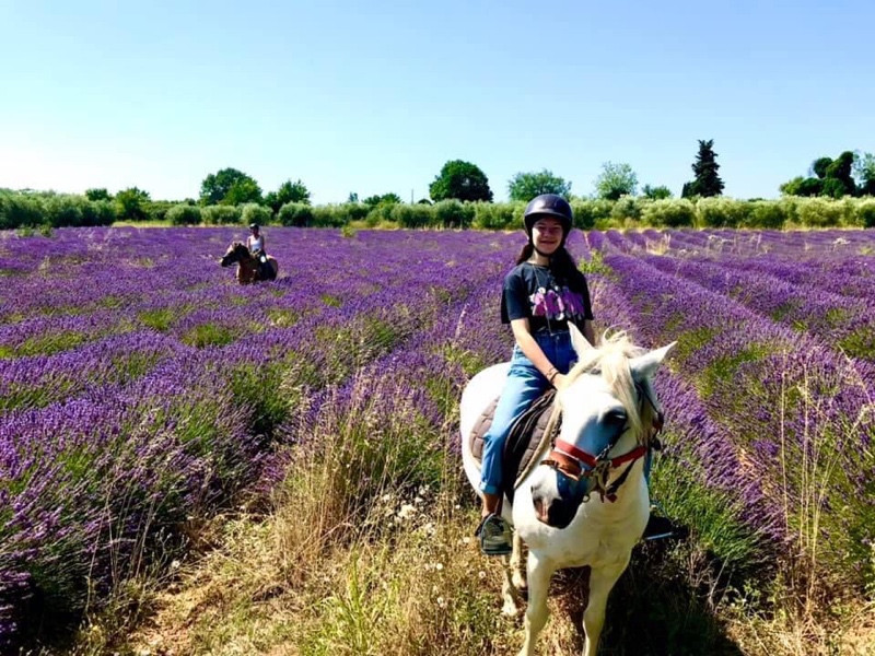 Lavender field
