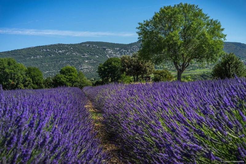 Maison de la lavande Provence / 1937 Producteur Distillateur Musée Maison de la lavande Provence / 1937 Producteur Distillateur Musée