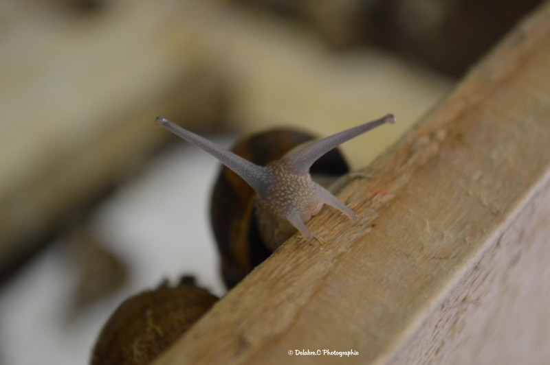 Pose de face - © Cyrille Pose de face