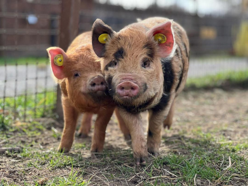 Kune Kune.jpg - © Parc animalier de Lussas Kune Kune.jpg