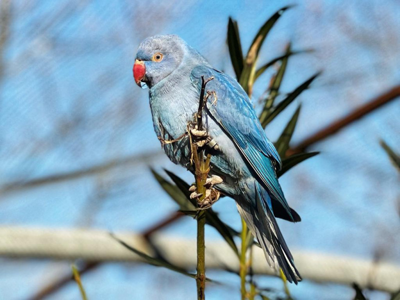 Perruches à collier 1.JPG - © Parc animalier de Lussas Perruches à collier 1.JPG