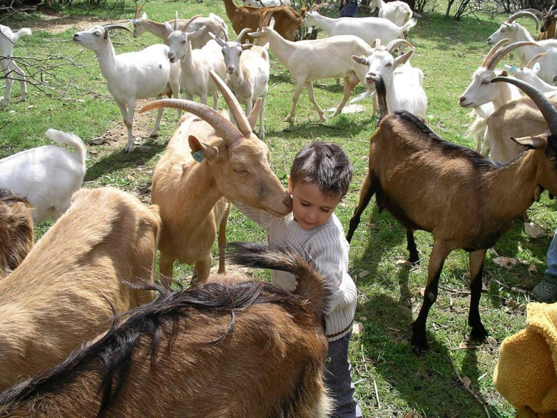 Capriclap Farm