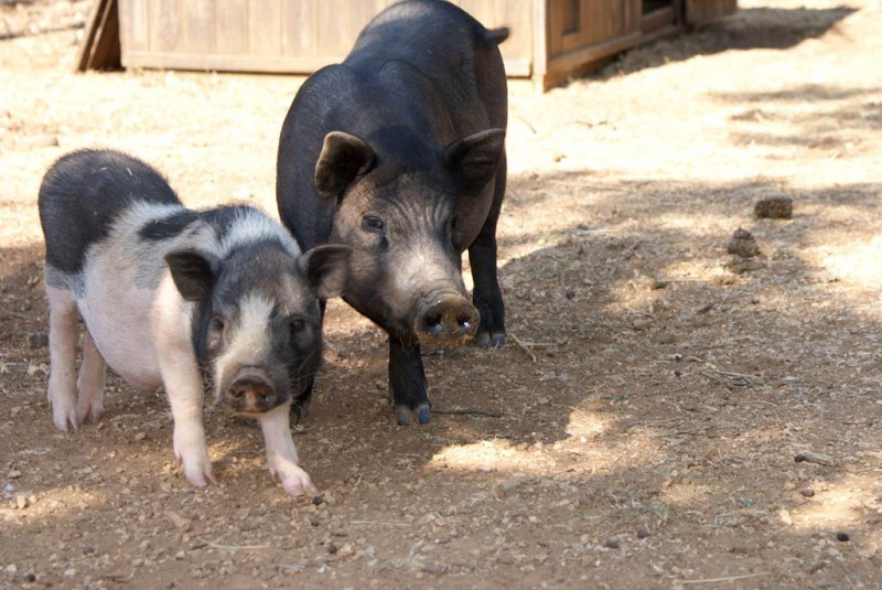Capriclap Farm
