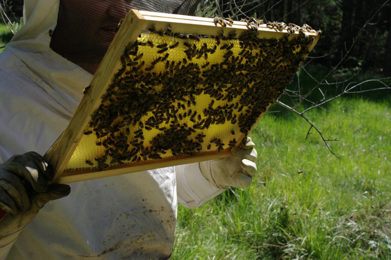 La Combe aux Abeilles - © Dumas Benjamin La Combe aux Abeilles