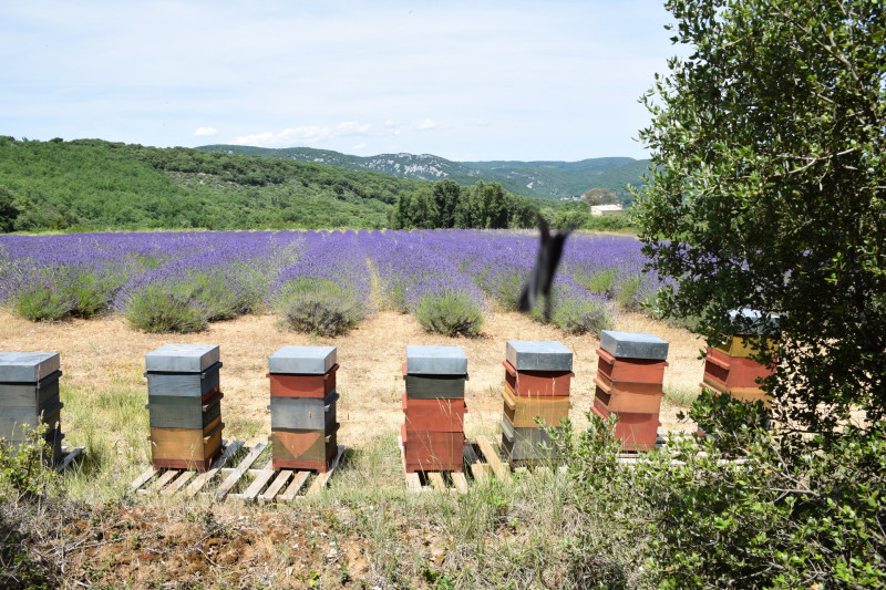 Secret d'abeilles - © Denis Cochennec Secret d'abeilles