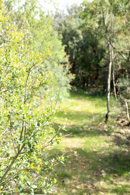 Baume des Fades interpretation trail_Méjannes-le-Clap