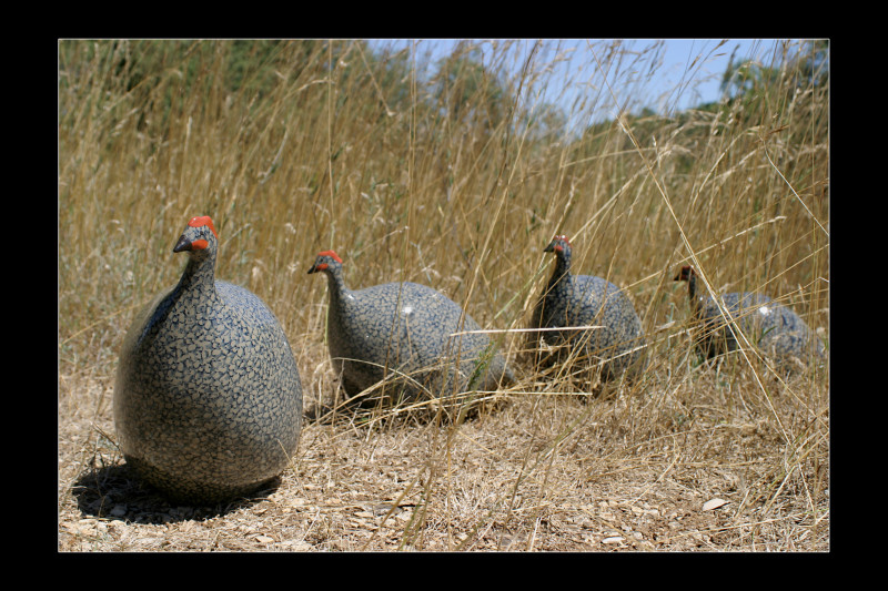 Les Céramiques de Lussan
