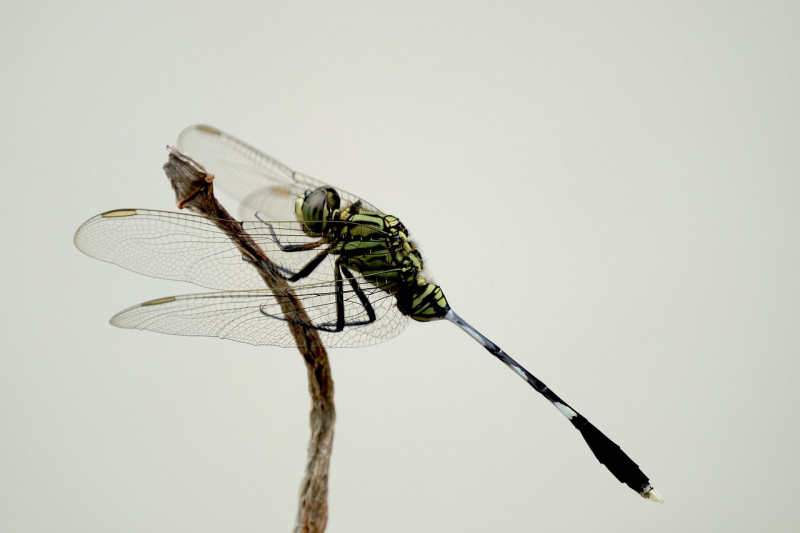 16_08_escapade_nature_sortie_entomologique.jpg