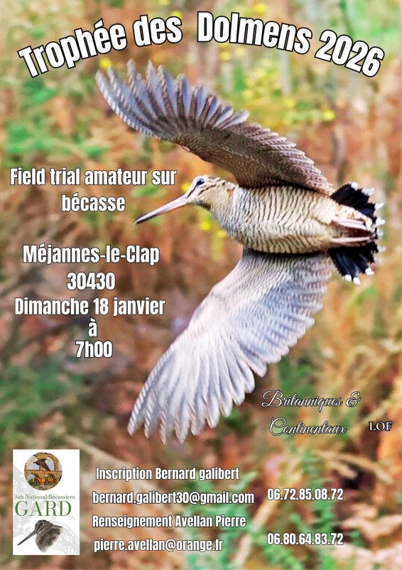 Field trial amateur sur bécasse_Méjannes-le-Clap
