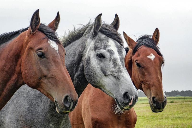 Stage de poneys ou chevaux_Méjannes-le-Clap