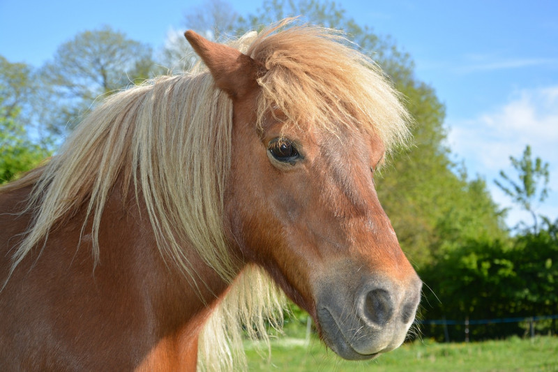 randonnee_chevaux.jpg randonnee_chevaux.jpg