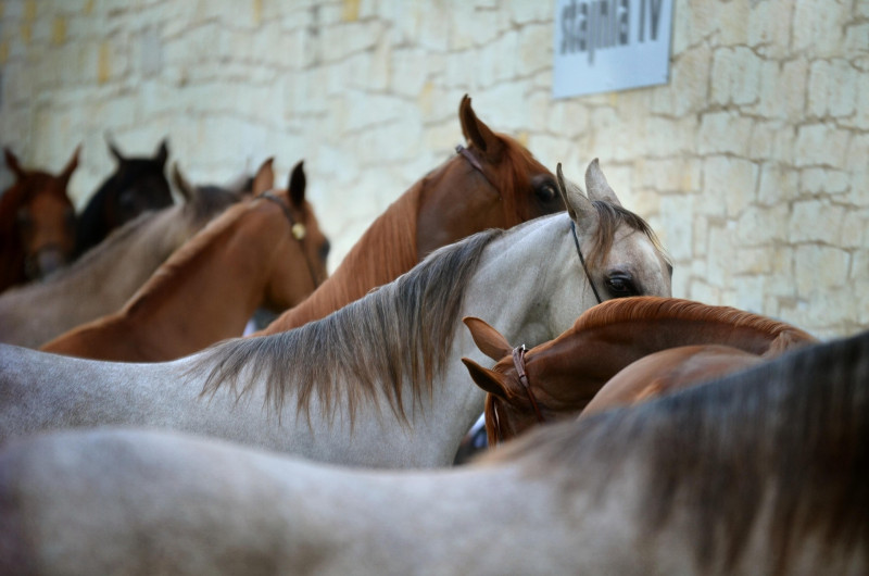 Stages de poneys/ chevaux_Méjannes-le-Clap Stages de poneys/ chevaux_Méjannes-le-Clap