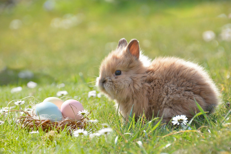 easter_g95e4903f1_1920.jpg